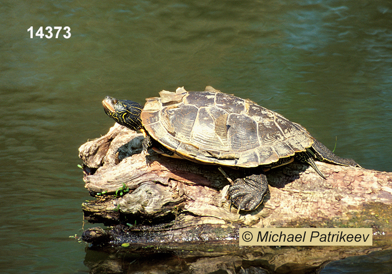 Common Map Turtle (Graptemys geographica)